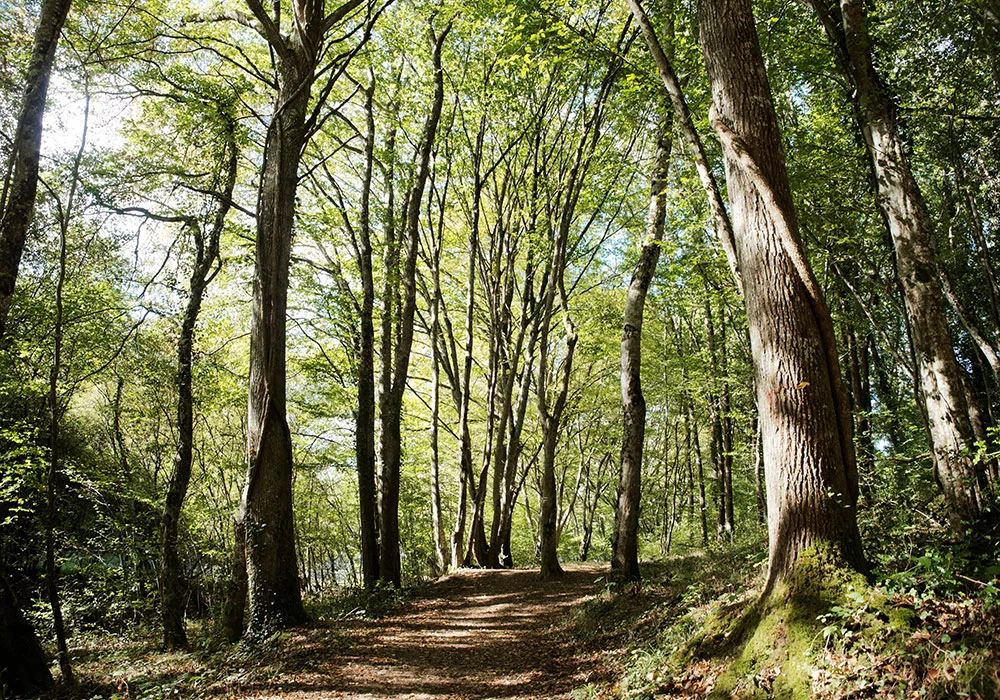 Forêt de Tronçais