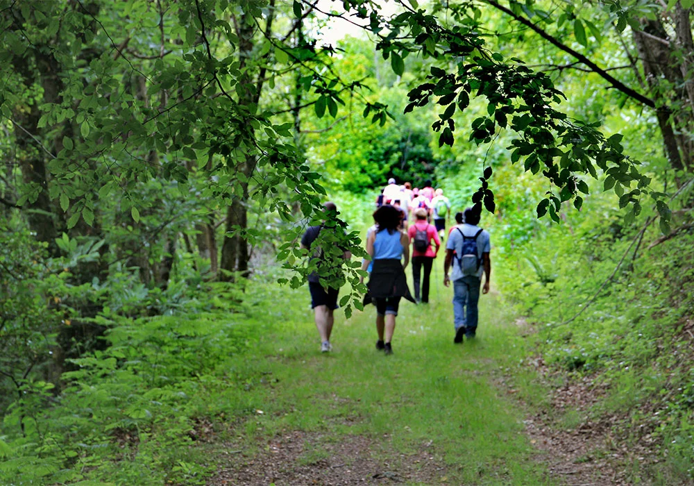 Balade en forêt