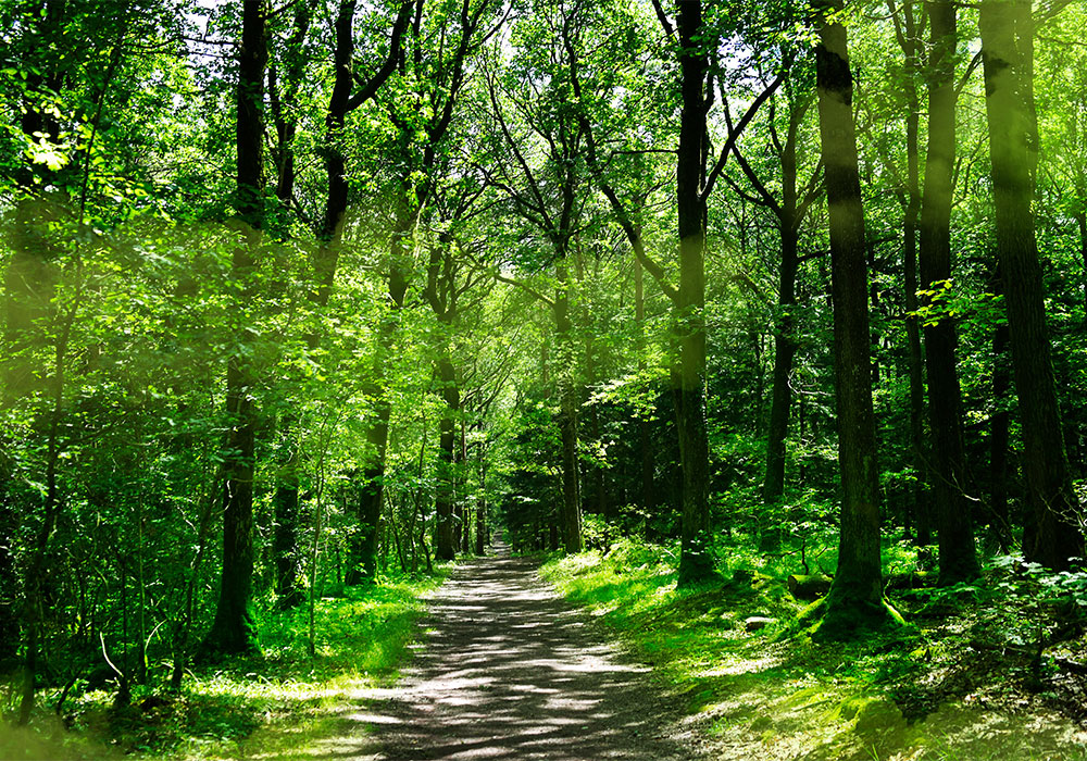 Forêt de Brocéliande