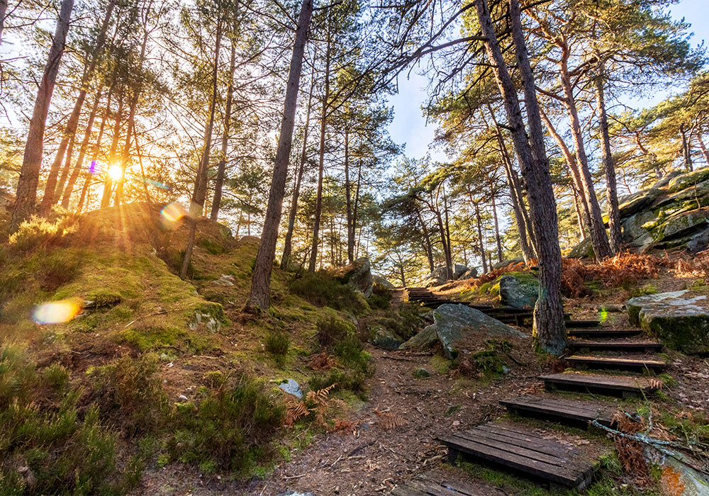 Forêt de Fontainebleau