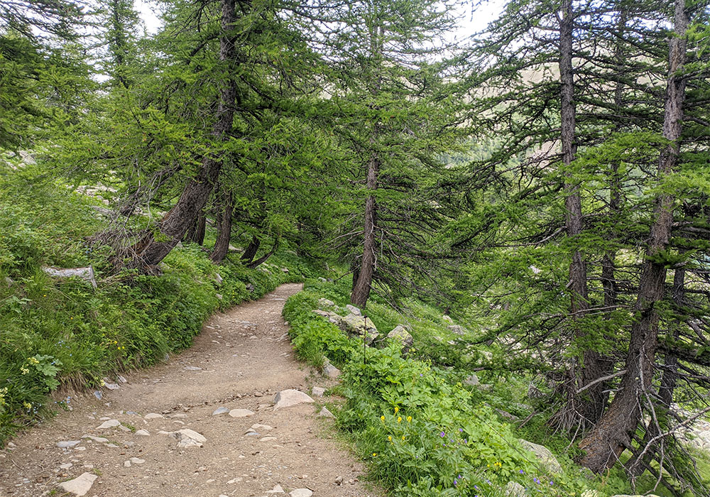 Forêt du Mercantour