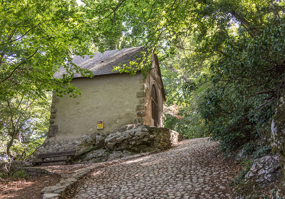 Forêt de Sainte-Baume